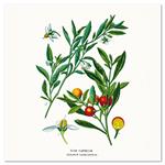 Kalendarz ścienny 2026 Herbarium