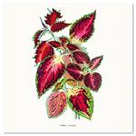 Kalendarz ścienny 2026 Herbarium