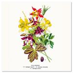 Kalendarz ścienny 2026 Herbarium