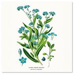 Kalendarz ścienny 2026 Herbarium