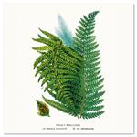 Kalendarz ścienny 2026 Herbarium