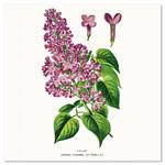 Kalendarz ścienny 2026 Herbarium