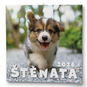 Kalendarz ścienny 2026 Szczenięta