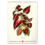 Kalendarz ścienny 2026 Vintage Plakaty - Herbarium