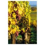 Kalendarz ścienny 2026 Wino