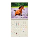 Nástěnný kalendář 2024 - Horses
