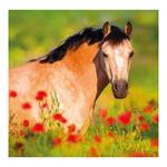 Nástěnný kalendář 2024 - Horses