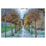 Ścienny kalendarz 2026 - Alejki