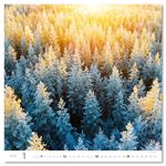 Ścienny Kalendarz 2026 - Forest/Wald/Les