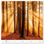 Ścienny Kalendarz 2026 - Forest/Wald/Les