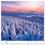 Ścienny Kalendarz 2026 - Forest/Wald/Les