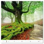 Ścienny Kalendarz 2026 - Forest/Wald/Les