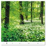 Ścienny Kalendarz 2026 - Forest/Wald/Les