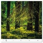 Ścienny Kalendarz 2026 - Forest/Wald/Les