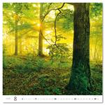 Ścienny Kalendarz 2026 - Forest/Wald/Les