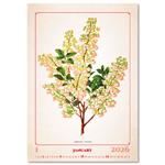 Ścienny Kalendarz 2026 - Herbarium