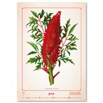 Ścienny Kalendarz 2026 - Herbarium
