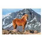 Ścienny kalendarz 2026 - Konie