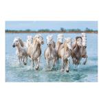 Ścienny kalendarz 2026 - Konie