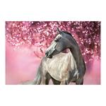 Ścienny kalendarz 2026 - Konie