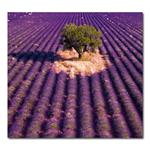 Ścienny Kalendarz 2026 krawat - Provence