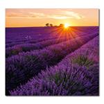 Ścienny Kalendarz 2026 krawat - Provence