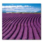 Ścienny Kalendarz 2026 krawat - Provence