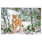 Ścienny kalendarz 2026 - Myslivecky