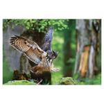 Ścienny kalendarz 2026 - Myslivecky