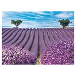 Ścienny kalendarz 2026 - Natura